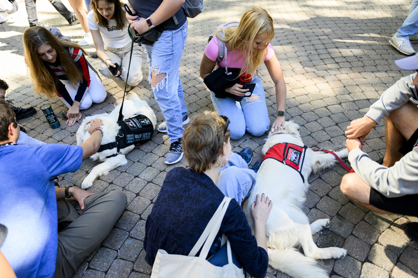 A group of people are petting service dogs.