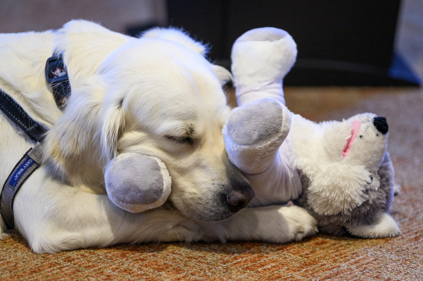 A white dog has a stuffed animal in its mouth. 