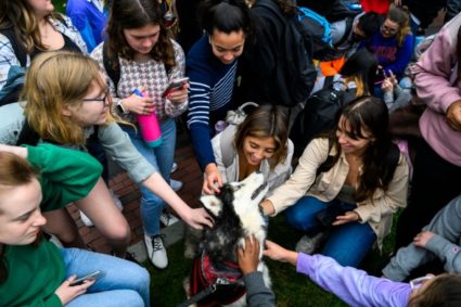 King Husky is surrounded by pets as he visits Northeastern students on Centennial Common in Boston. Photo by Alyssa Stone/Northeastern University