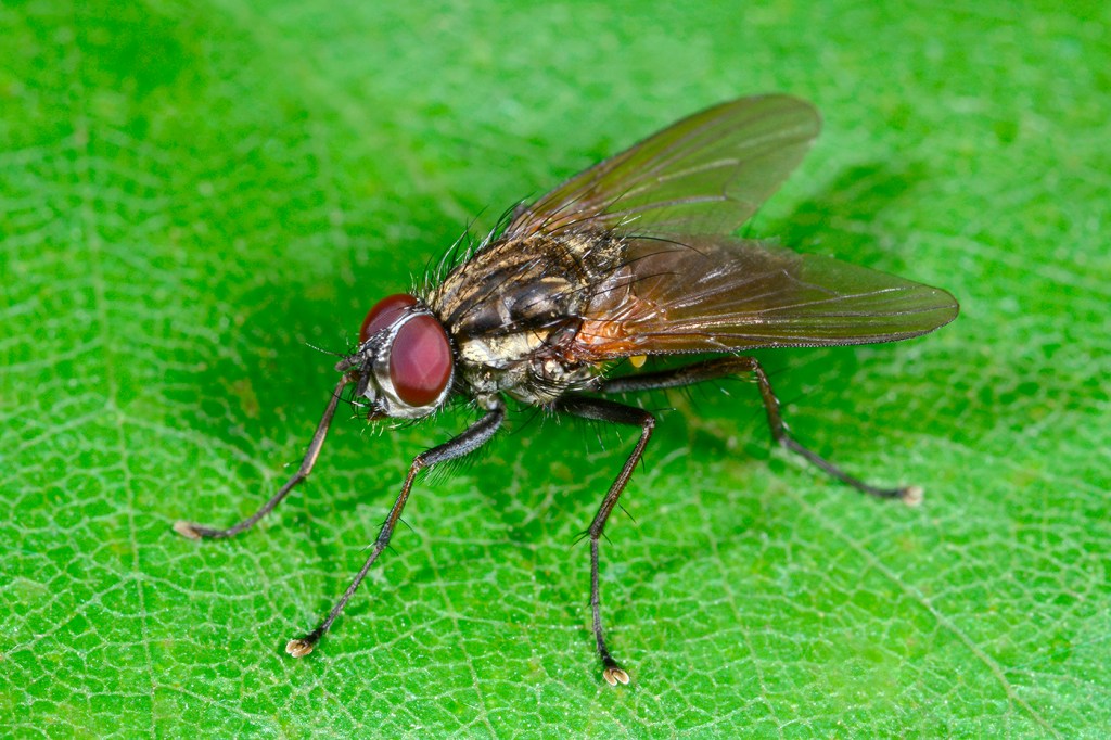 close up of fly on green background