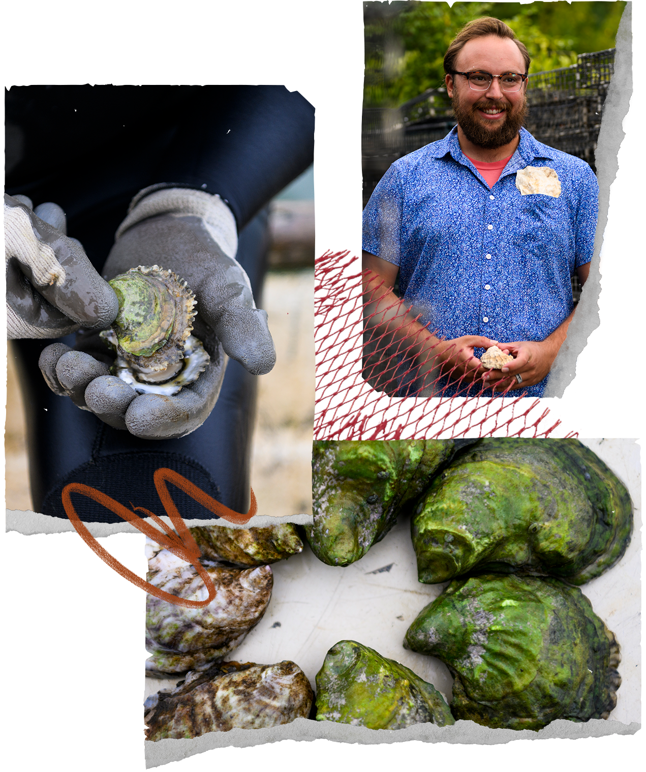 Collage of Burns holding and shucking a Nonesuch emerald and a close-up of their green shells.