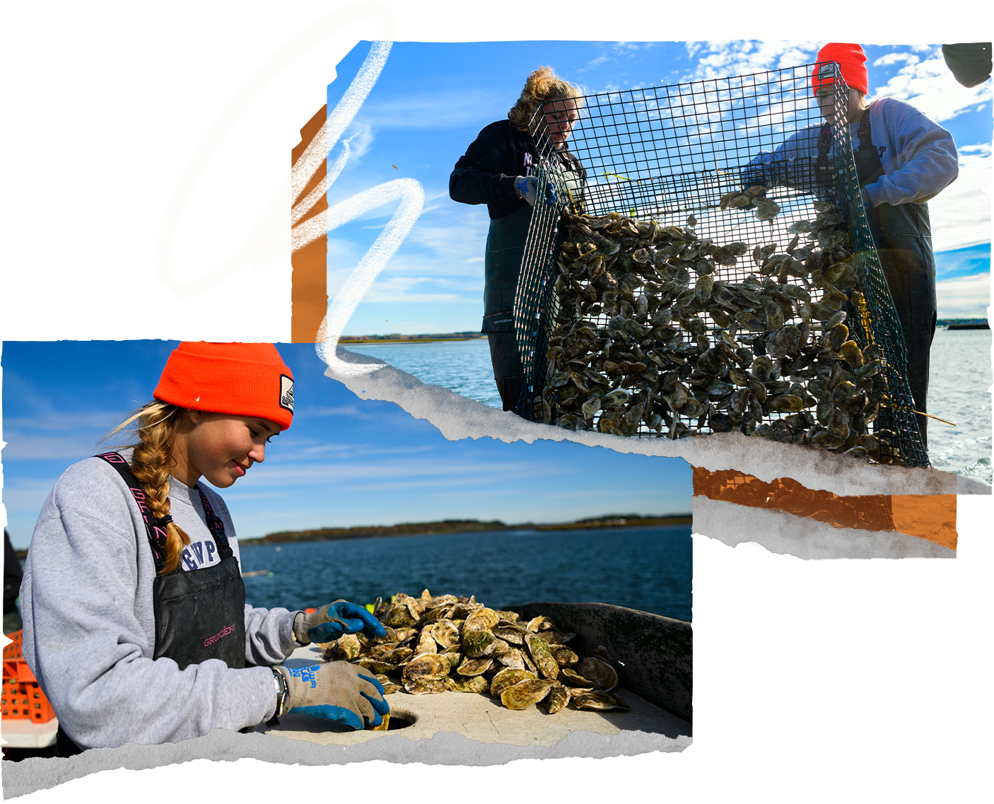 Collage of Salsman and Russell dumping out a large basket of freshly harvested oysters and of Salsman culling oysters.