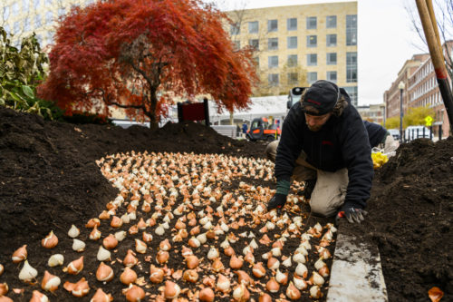 Northeastern landscaping staff plant tulip bulbs from Europe in front of the Behrakis Health Sciences Center. Photos by Alyssa Stone/Northeastern University