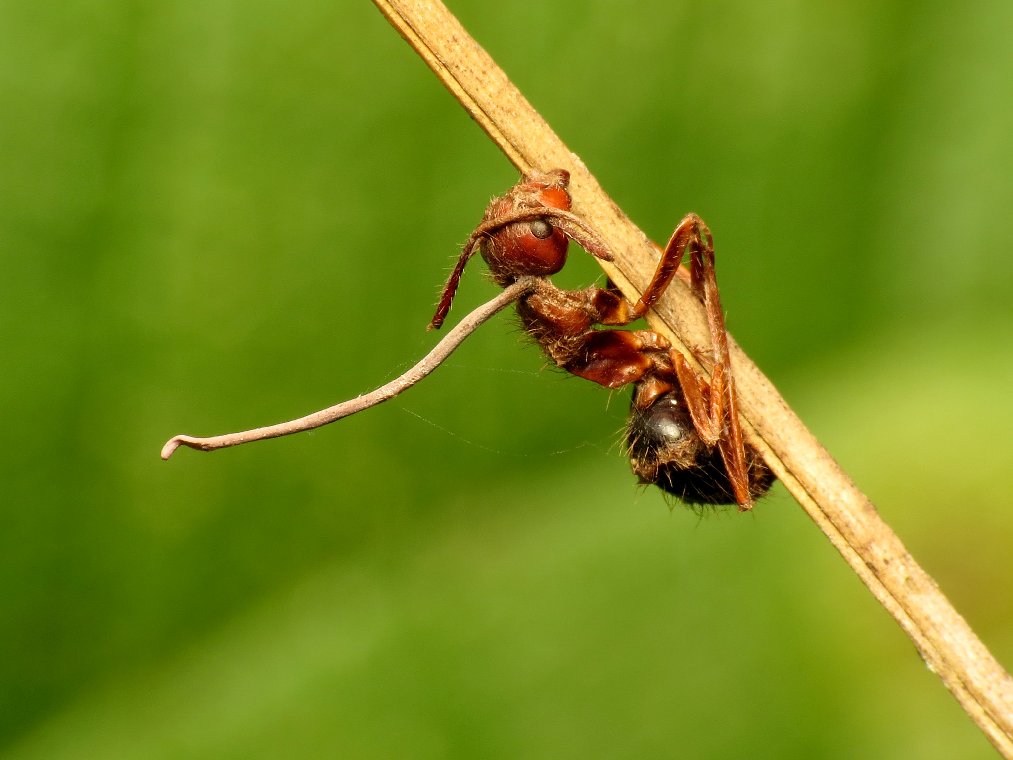 ant climbing on a branch with a long growth coming out of its neck