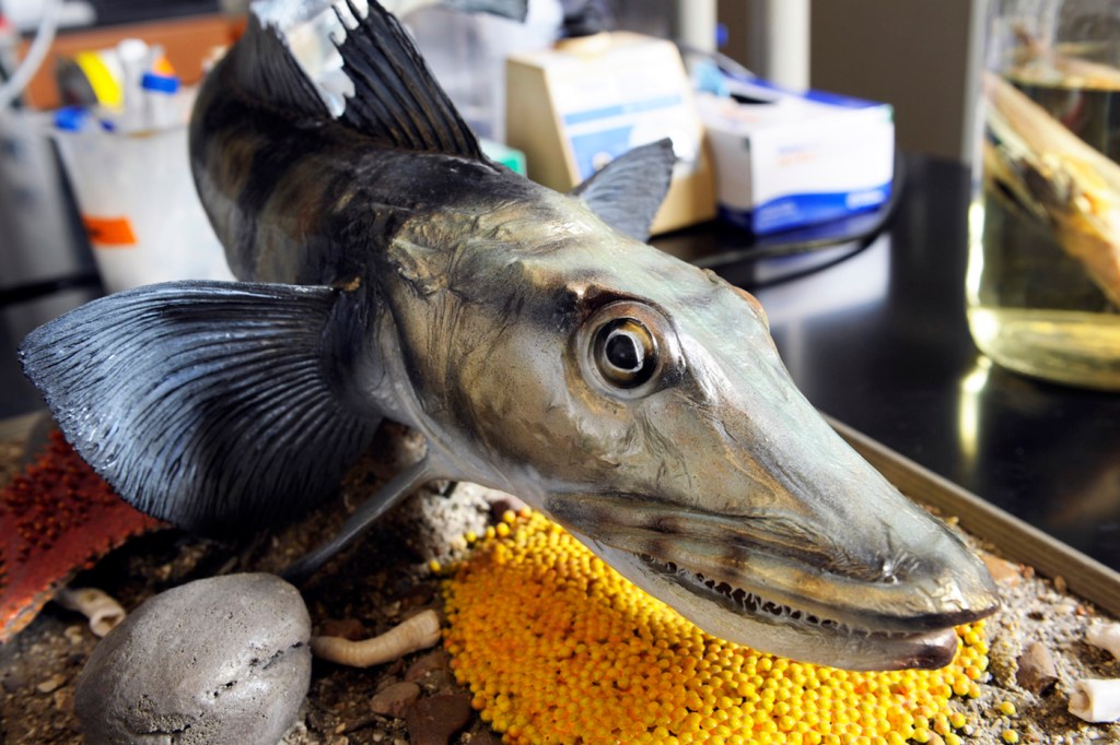 model of a antarctica fish