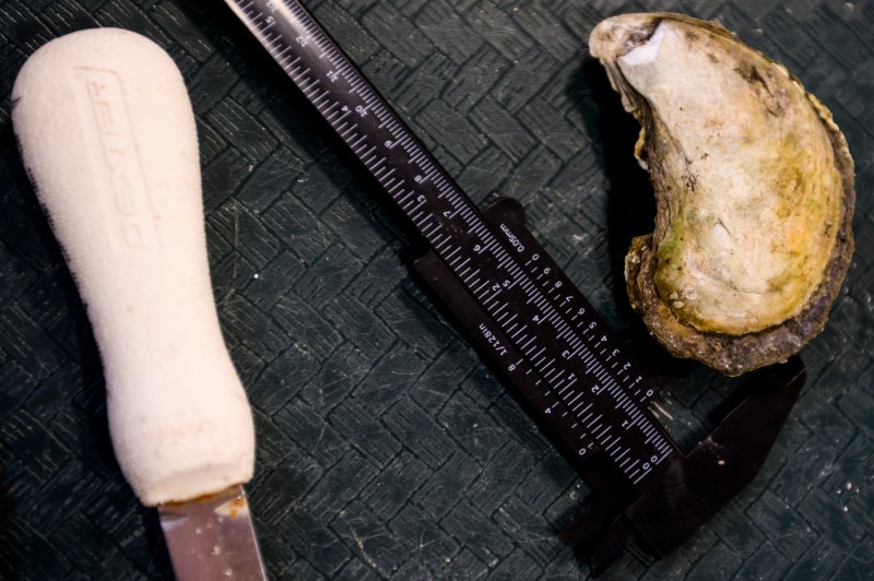 mussel shell laying next to a ruler