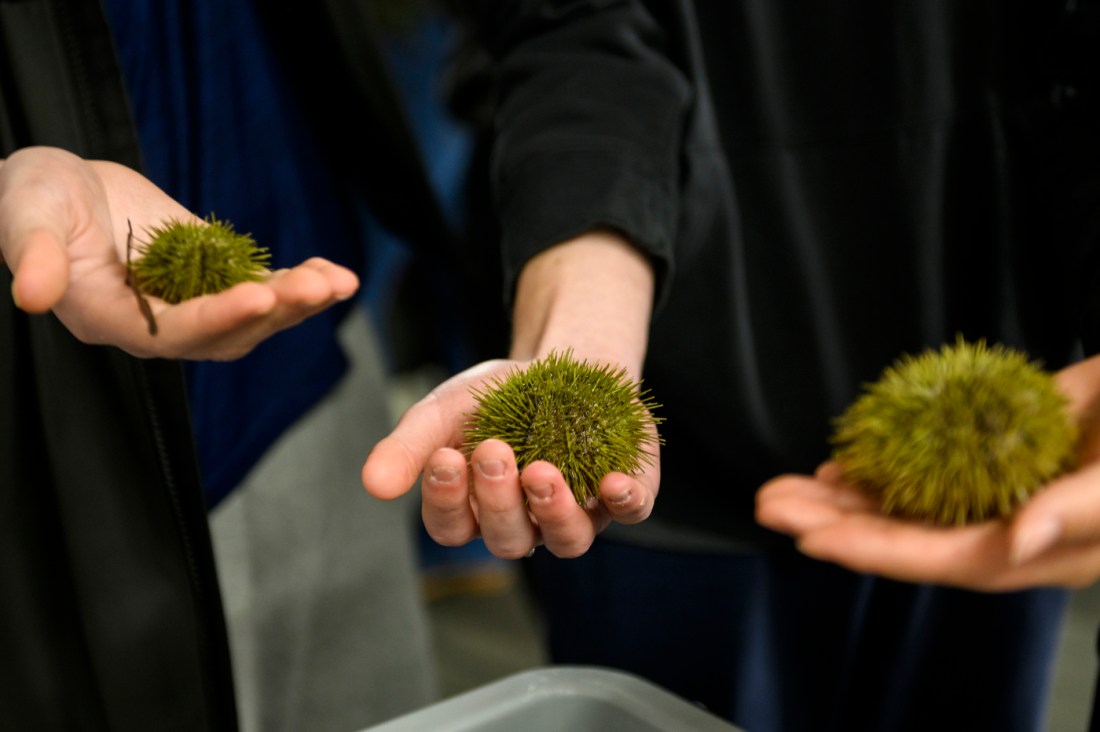 students holding green sea urchins in their hands
