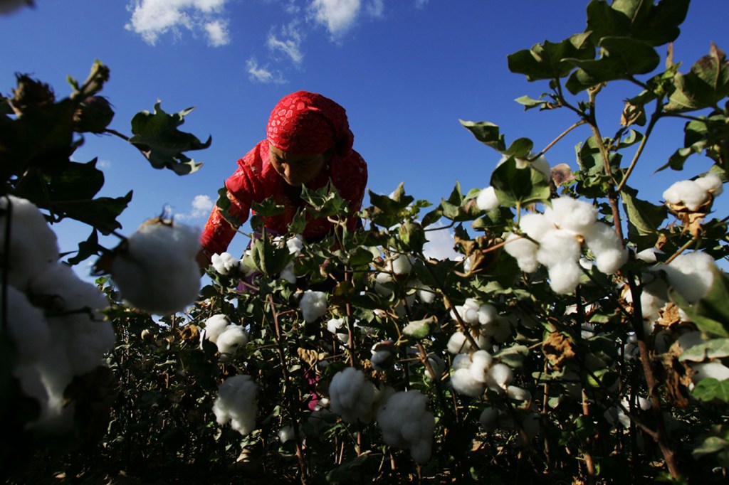 laborer picking cotton in a field