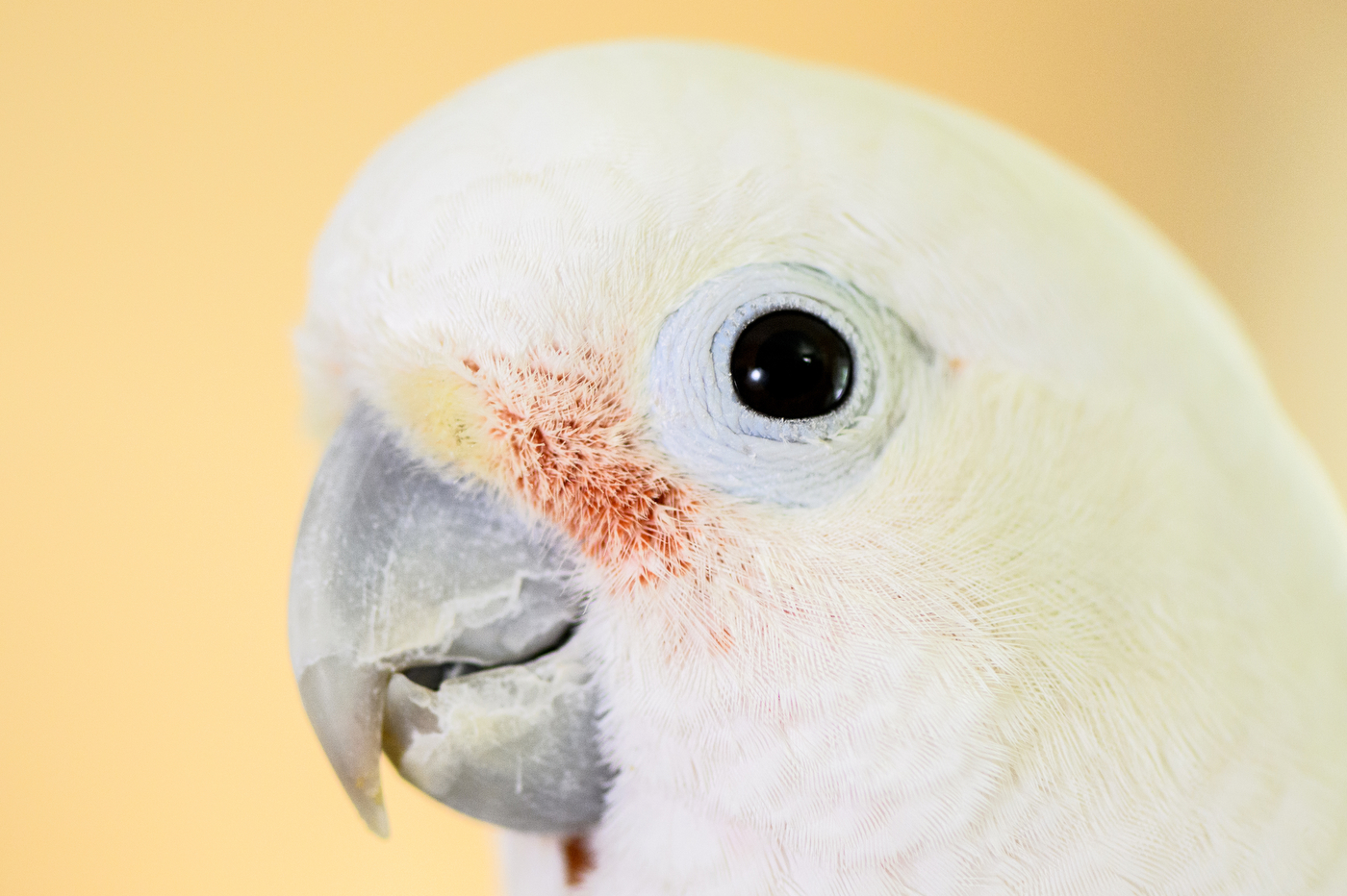 up close of a parrot
