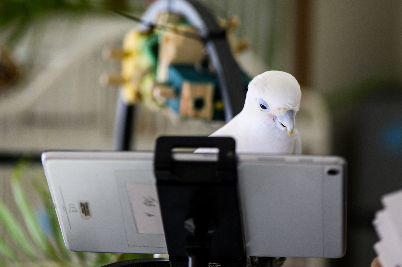 A white parrot uses an iPad to video call another parrot.