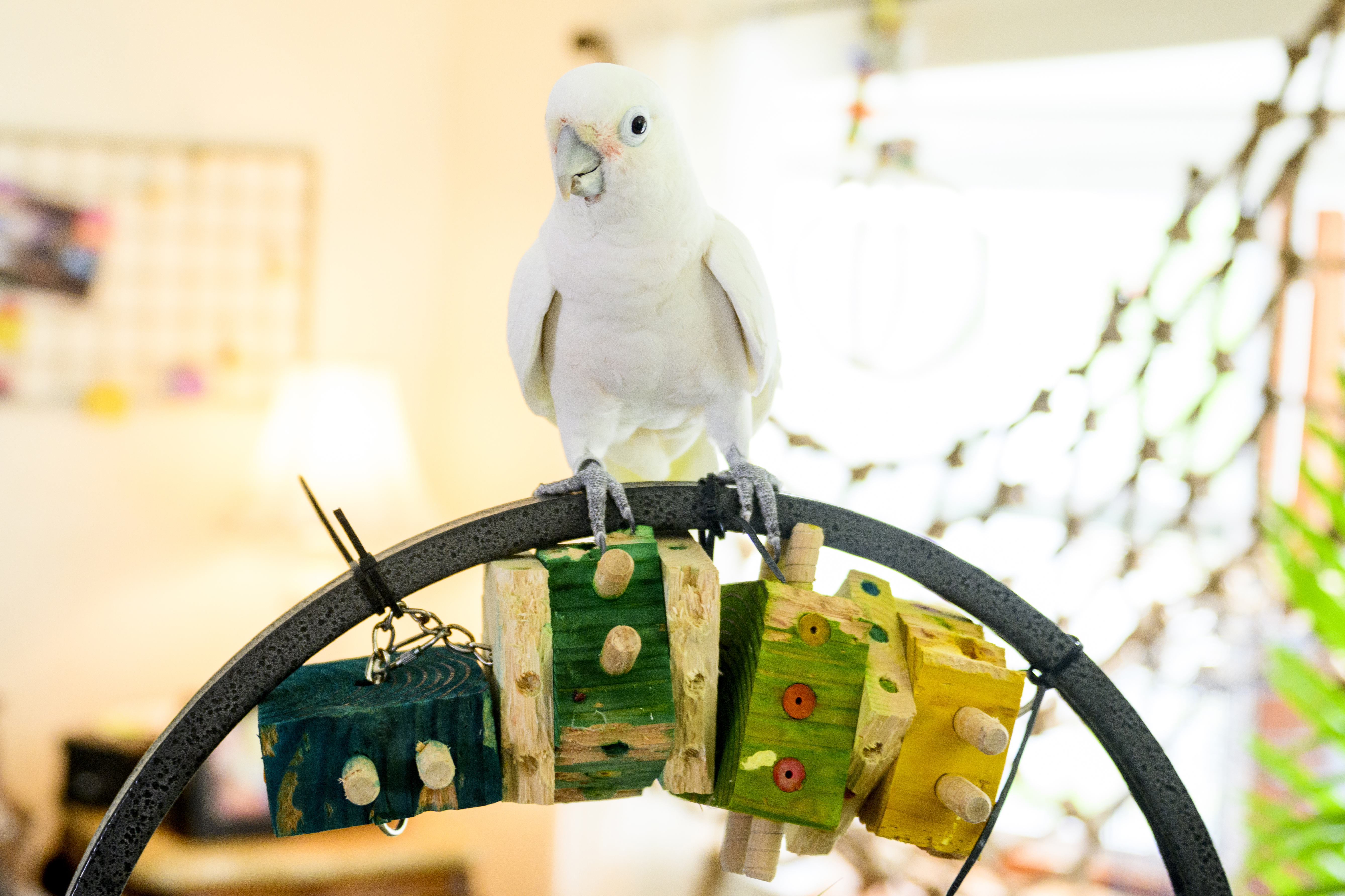 white parrot sitting on a perch