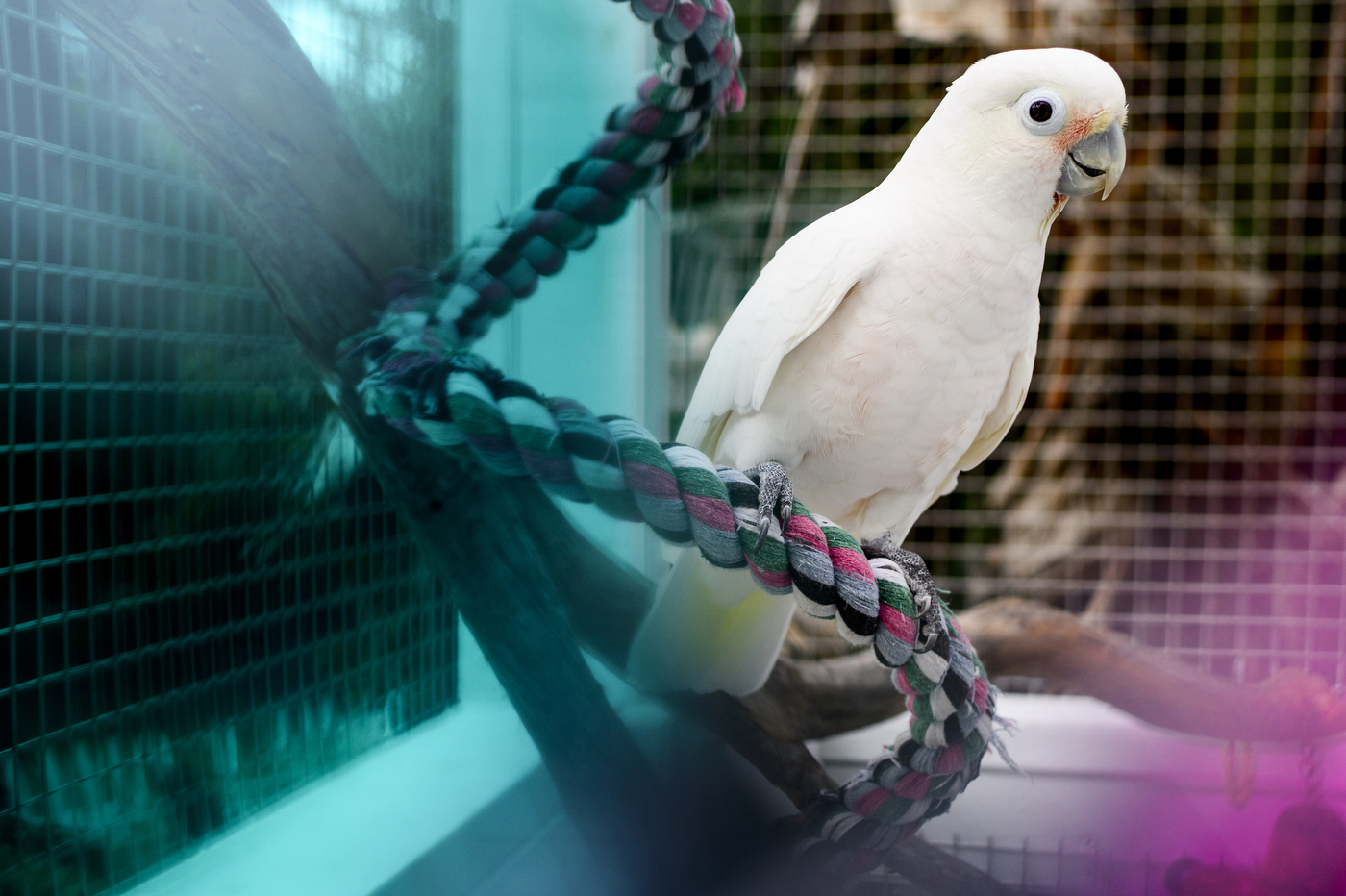 A white parrot sits inside a cage. 