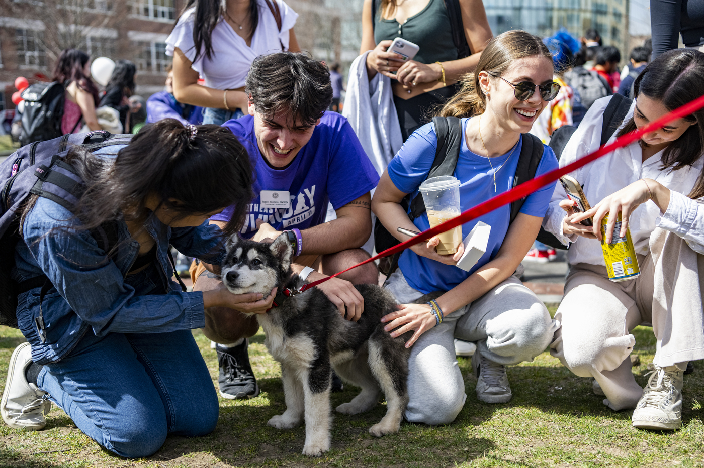 Northeastern students petting a husky puppy