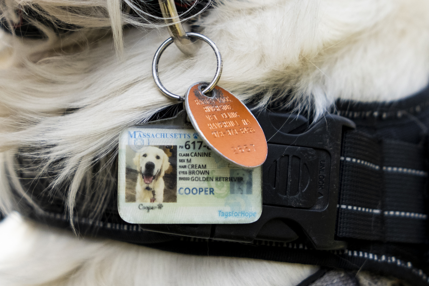 Cooper's Massachusetts pet license