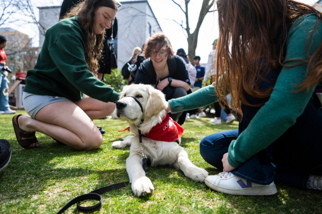 Students pet a puppy, who is lying in the grass.