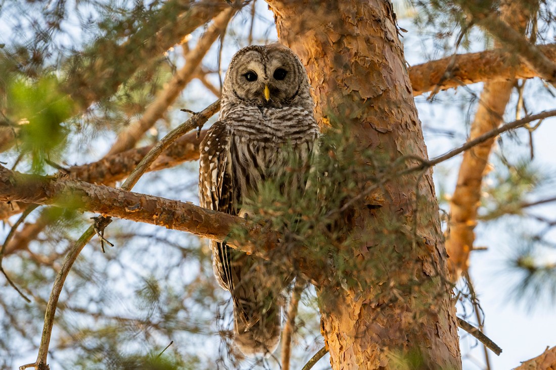 Barred owl sitting on a pine tree branch. 