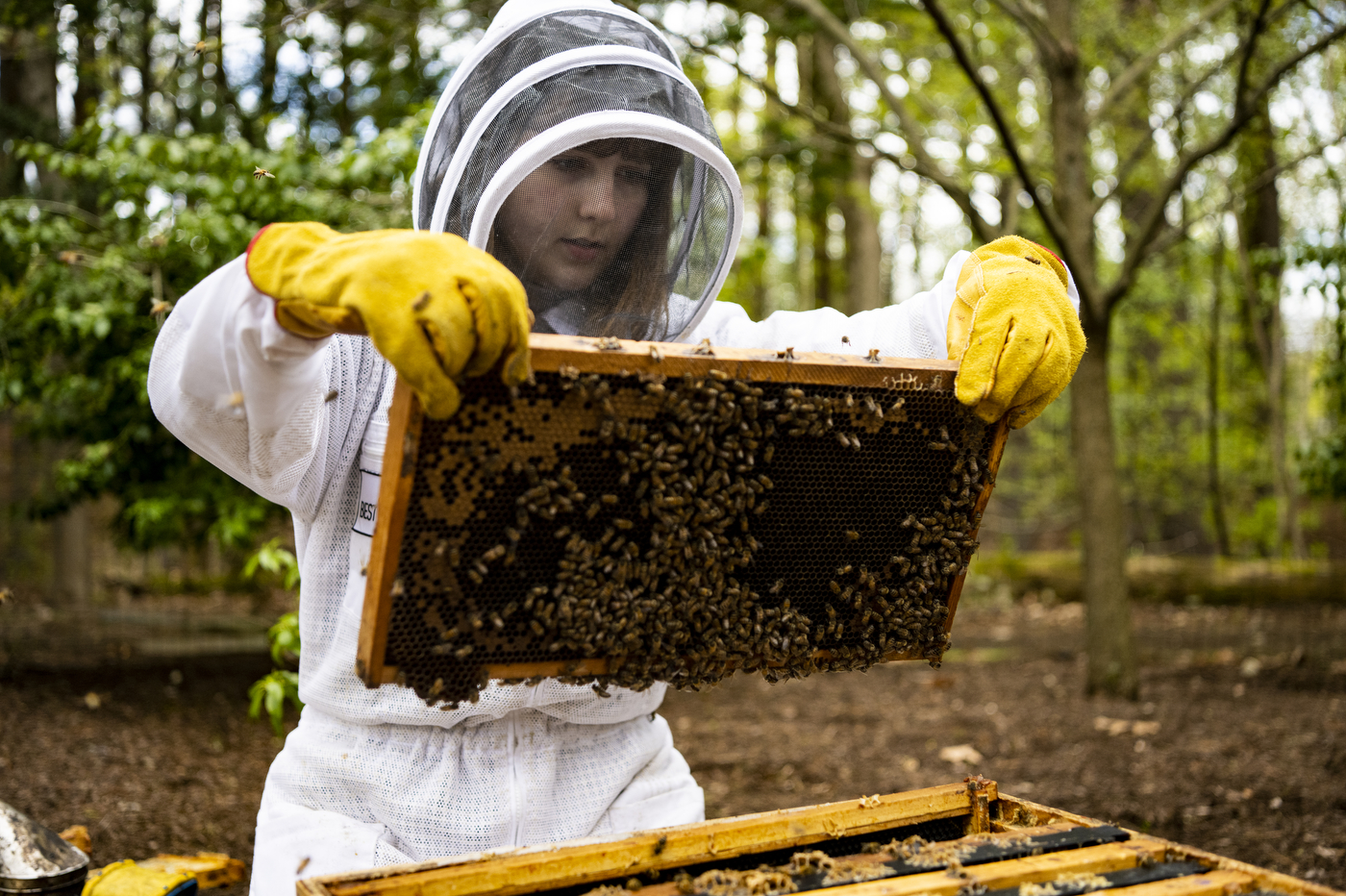 Katherine Antos examines a hive of bees.