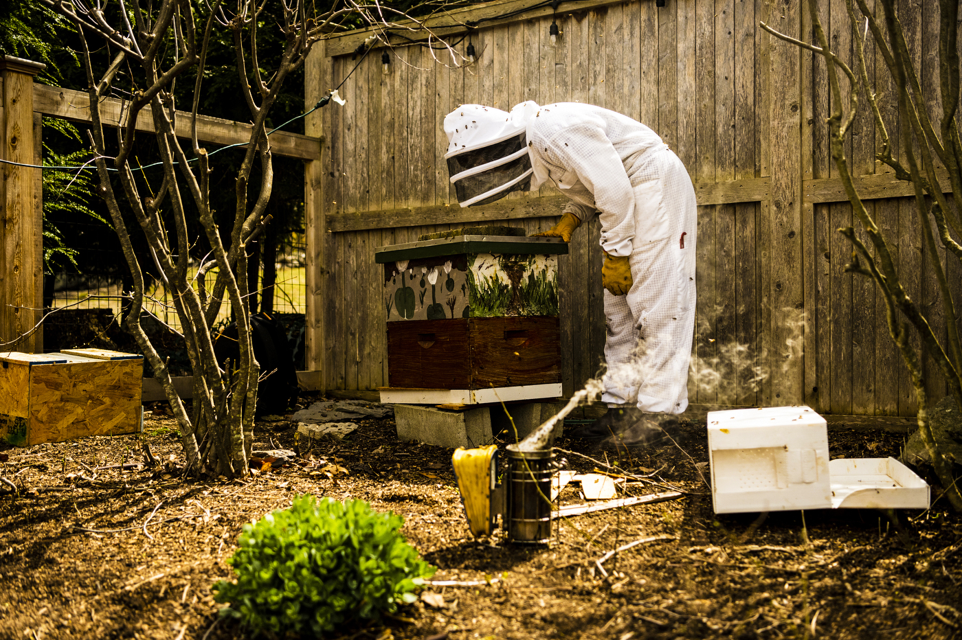 Katherine Antos tends to a hive of bees outside in a private residence.