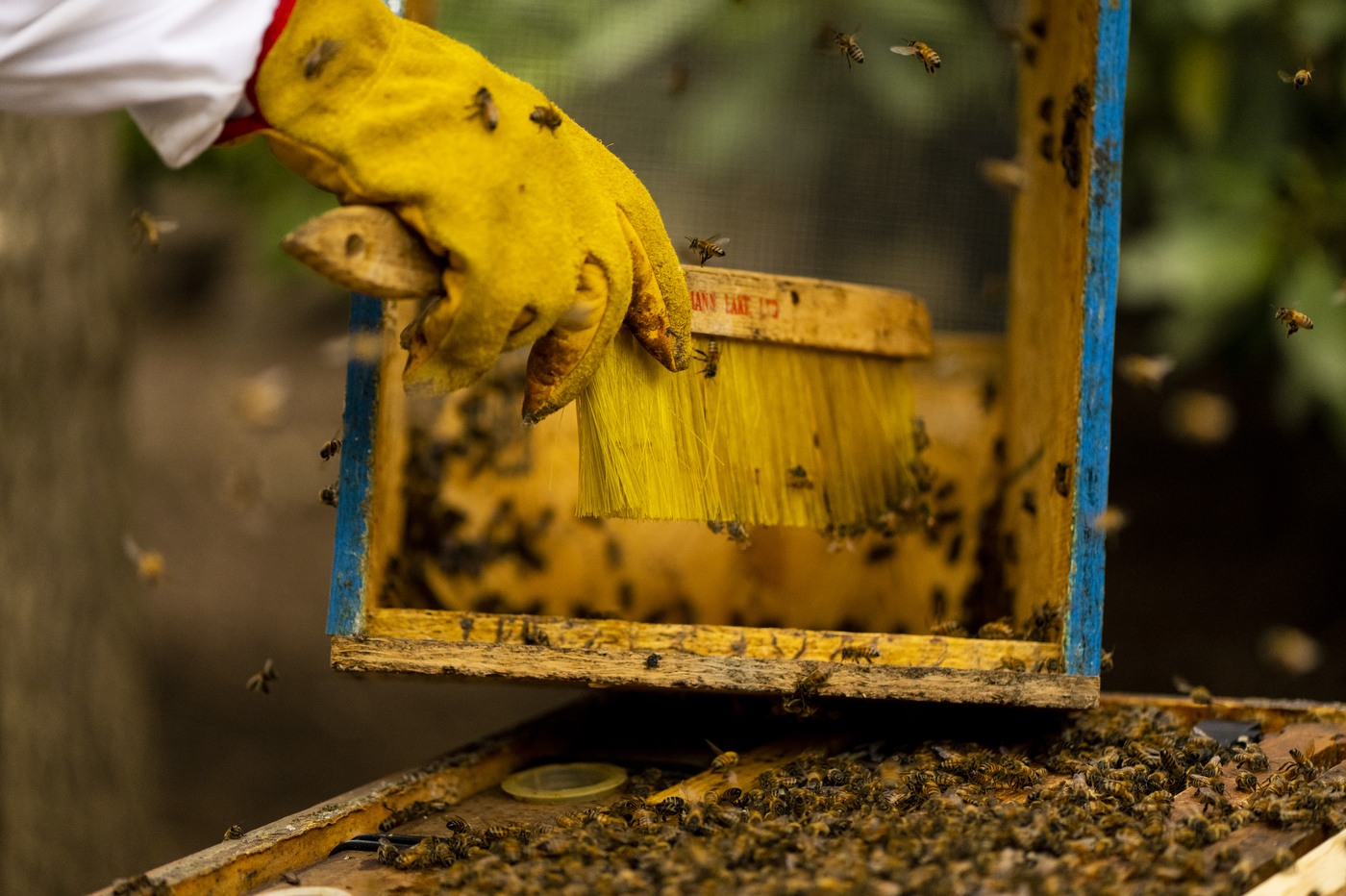 Katherine Antos uses a brush to tend to a hive of bees.