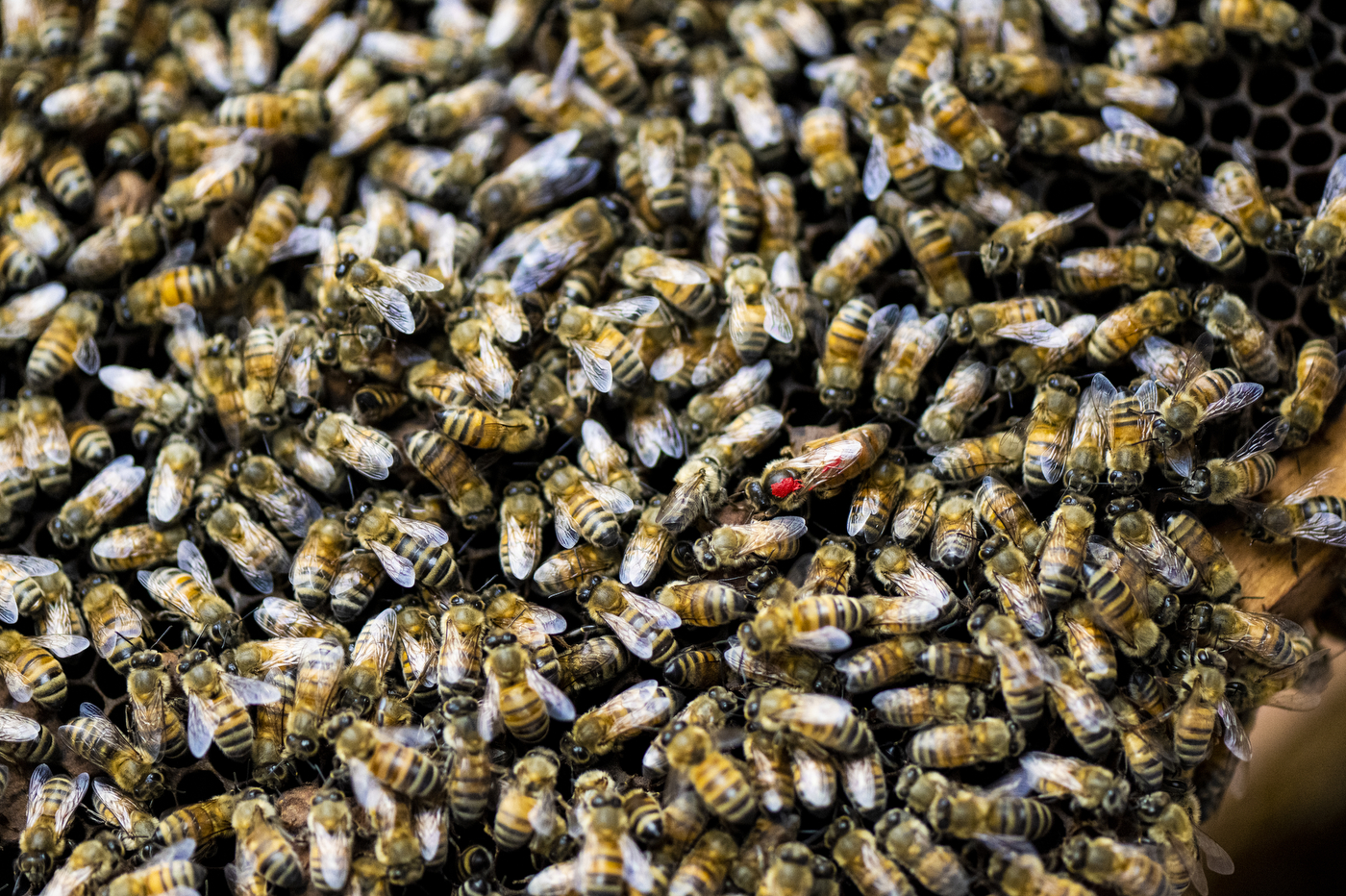 A group of bees.