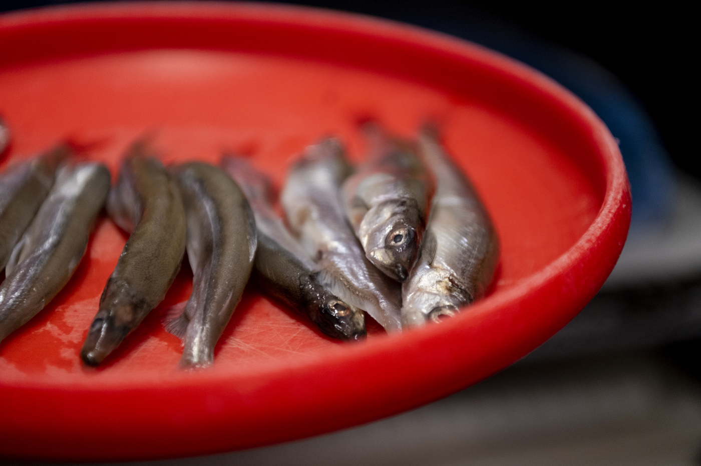 a line of fish on a red serving dish for seals