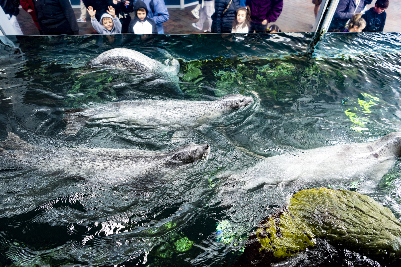 seals swimming in take at the New England acquarium