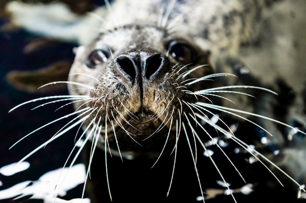 harbor seal swimming towards camera lens