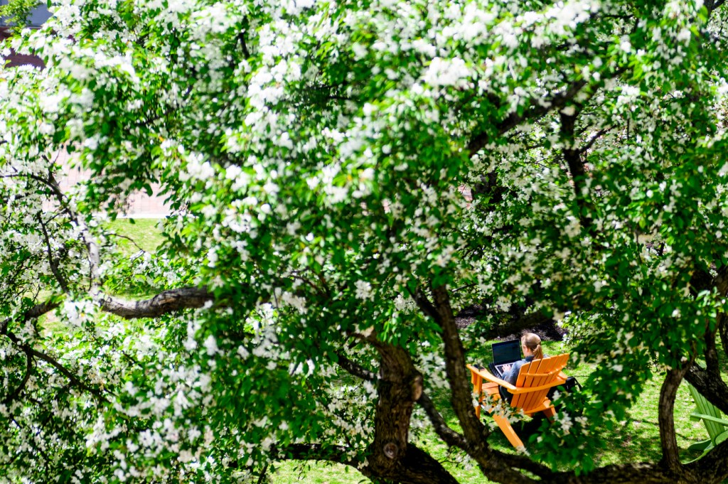 A student sits on a chair with her laptop under a blooming tree.