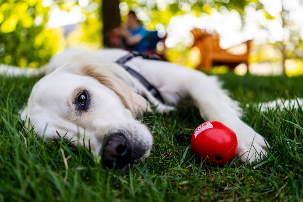 Cooper laying in the grass with a red ball looking into the camera lens