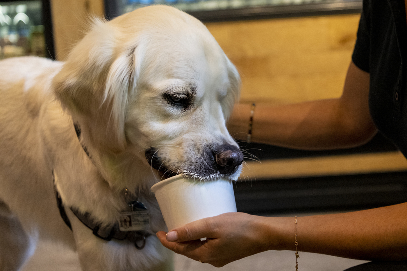 Cooper enjoying a pup cup from Starbucks