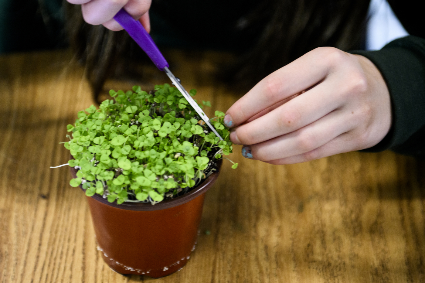 student cutting microgreen with scissors