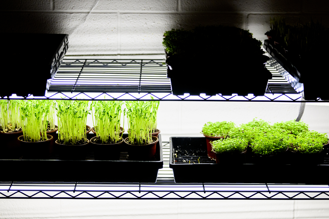 rows of microgreens on wire shelves