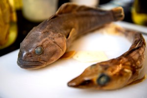 antarctic fish species