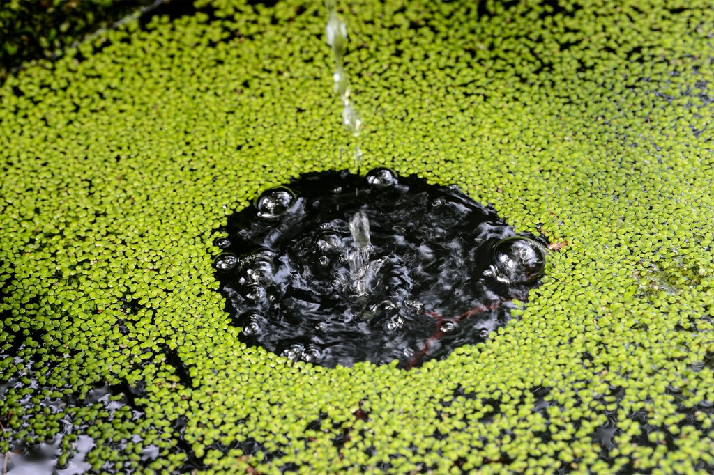 Drops of water fall into a body of water on the surface of duckweed.