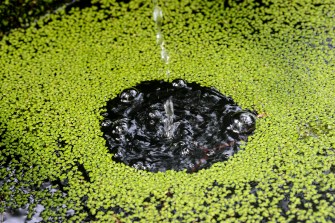 Drops of water fall into a body of water on the surface of duckweed.