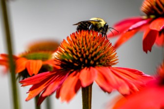 A bumblebee on a red flower.
