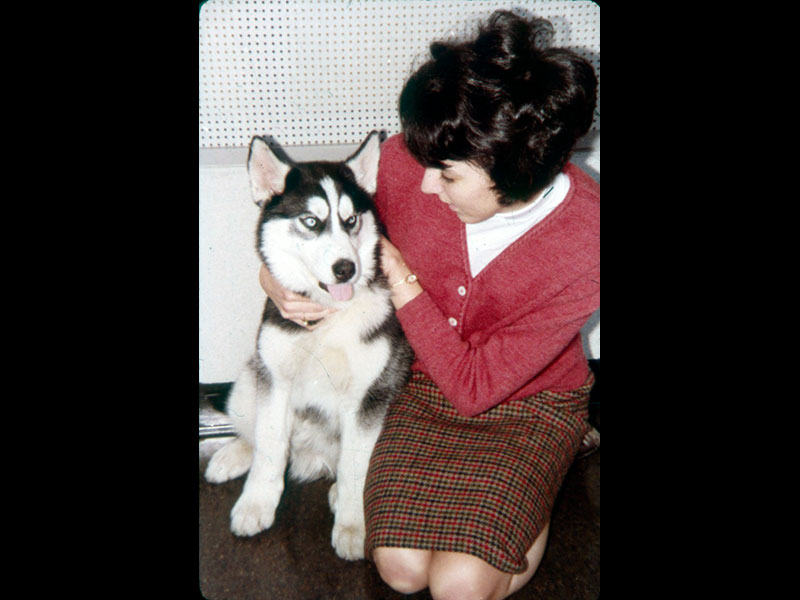 king husky with a female student