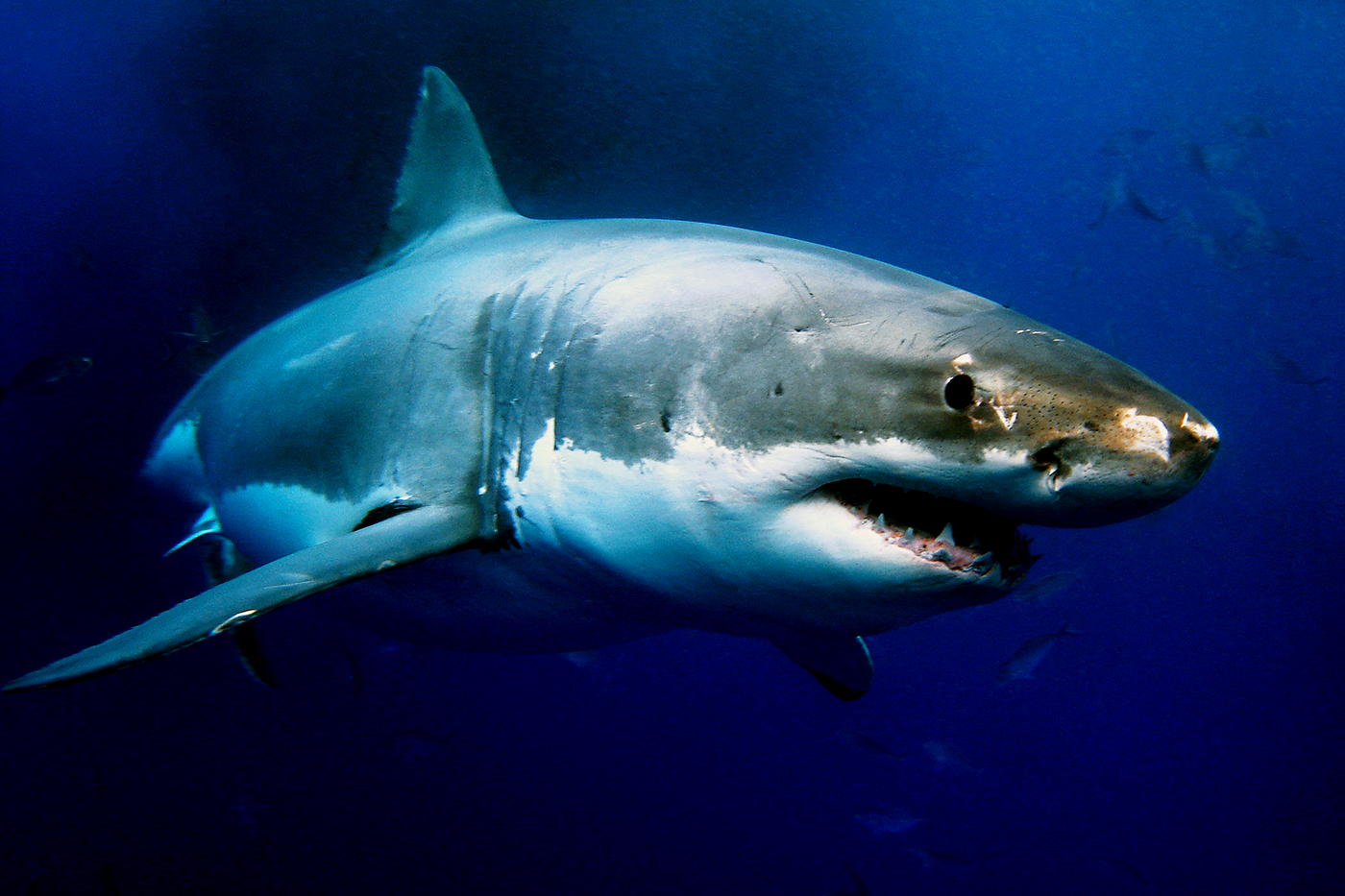 How Likely Are You to Get Attacked By a Shark?