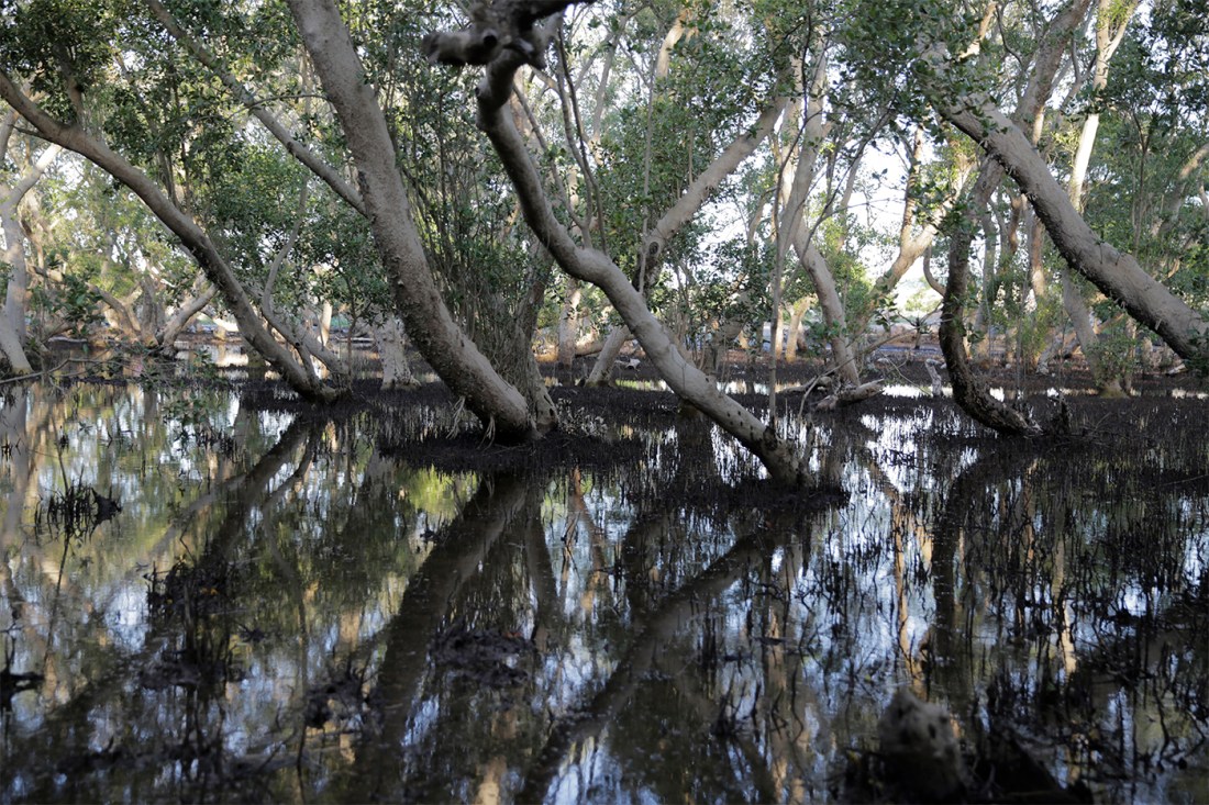 mangroves in Kenya