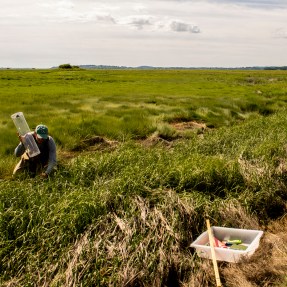 Johanna L'Heureux working in the field at Plum Island Estuary