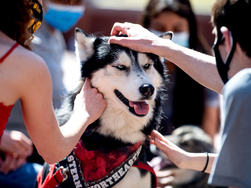 king husky being petted by students