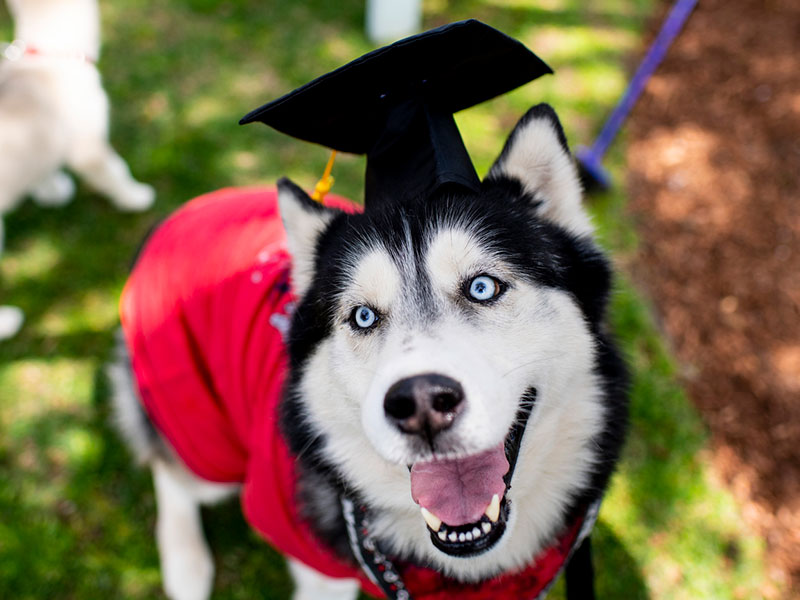king husky wearing a graduation cap