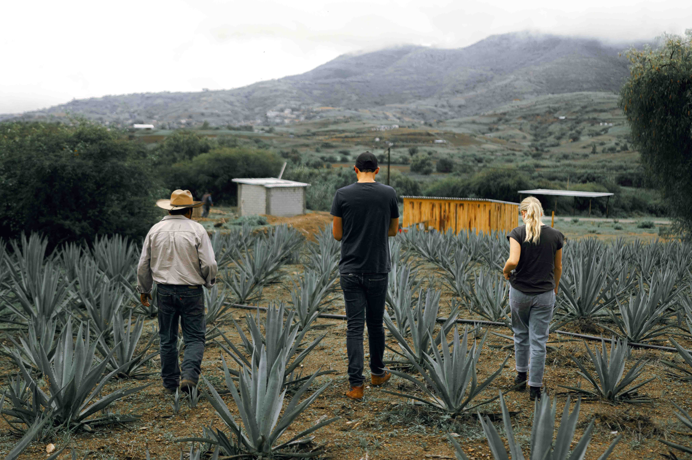 Jessica Pogranyi and Miguel Albarran walking through agave field