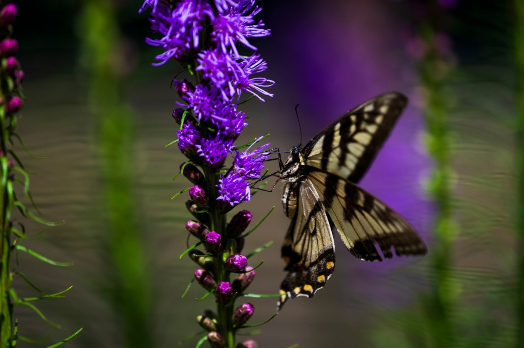 A butterfly pollinates a flower in the arboretum on Northeastern's Boston campus. Photo by Alyssa Stone/Northeastern University