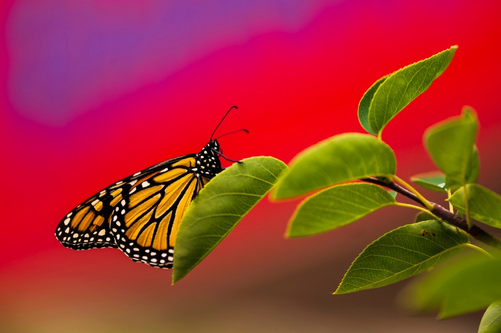 monarch butterfly on a plant