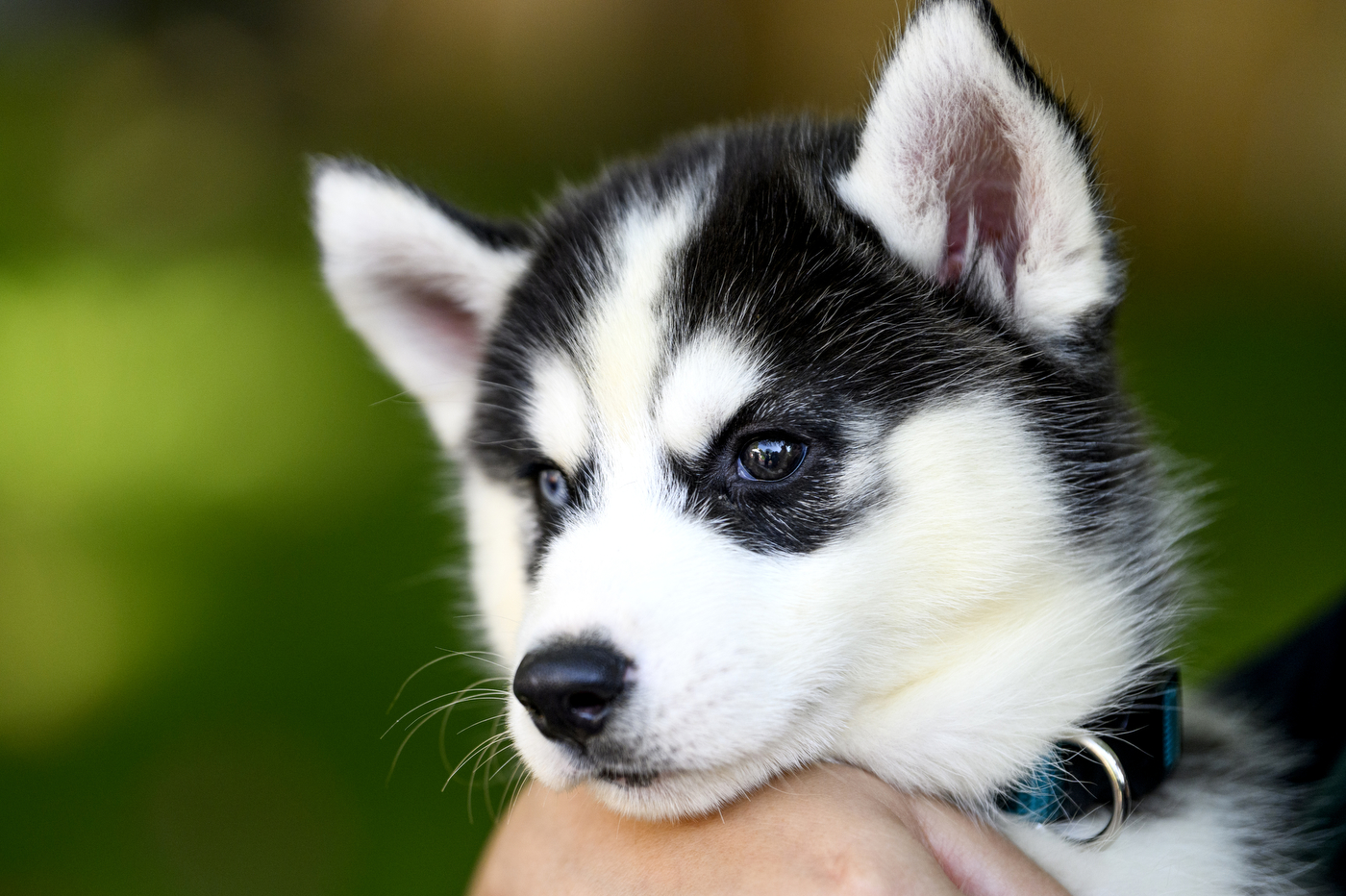 A husky puppy with a blue-collar.