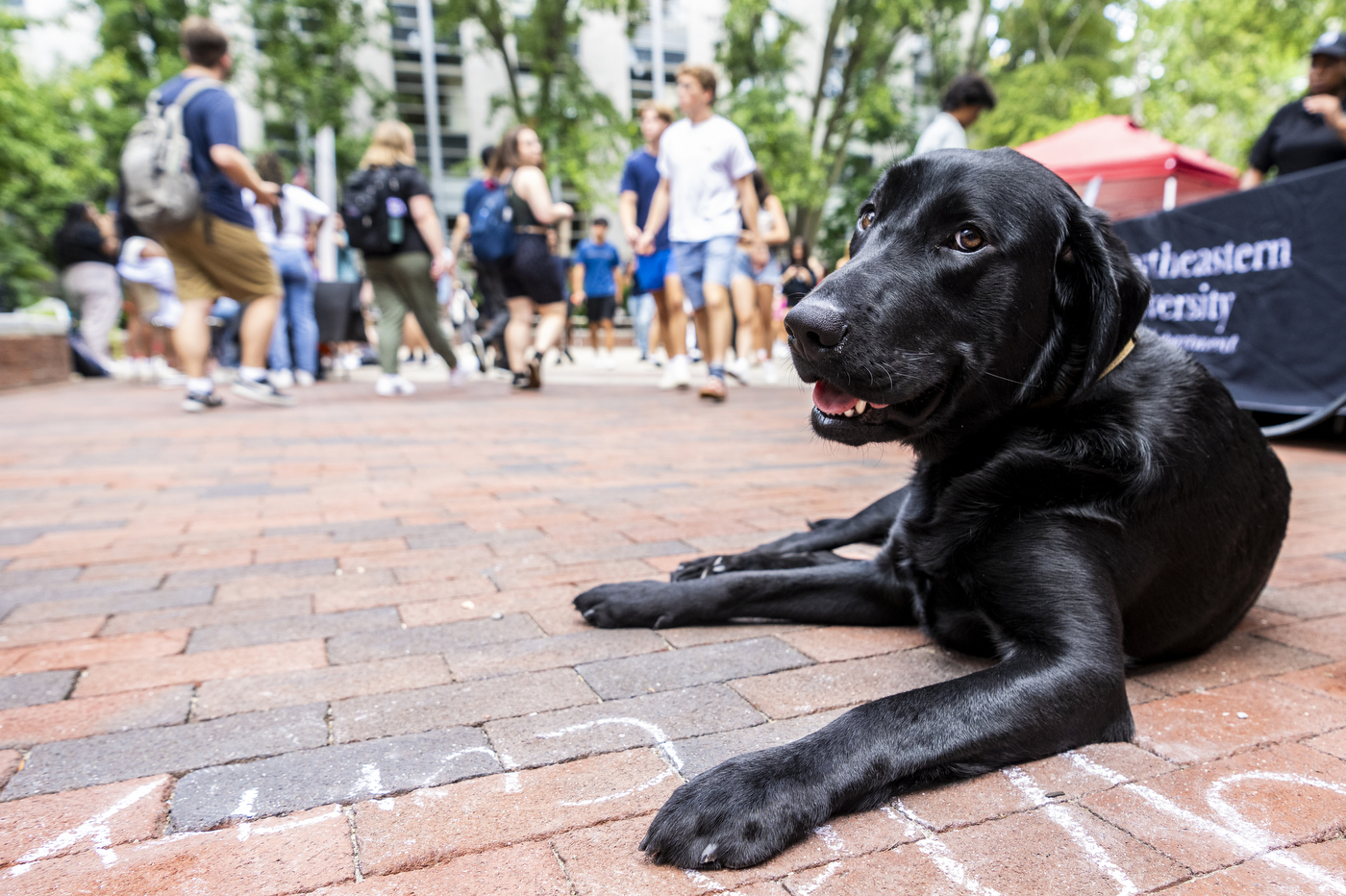 Pet him, he’s working a day sniffing around Northeastern with Sarge