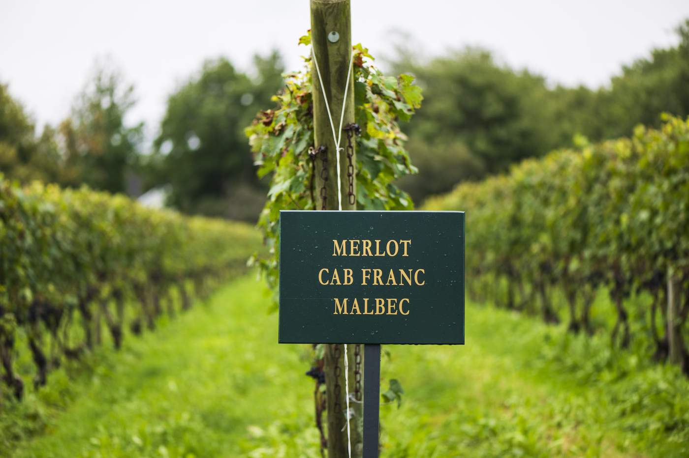 Vineyard sign that reads "MERLOT CAB FRANC MALBEC".