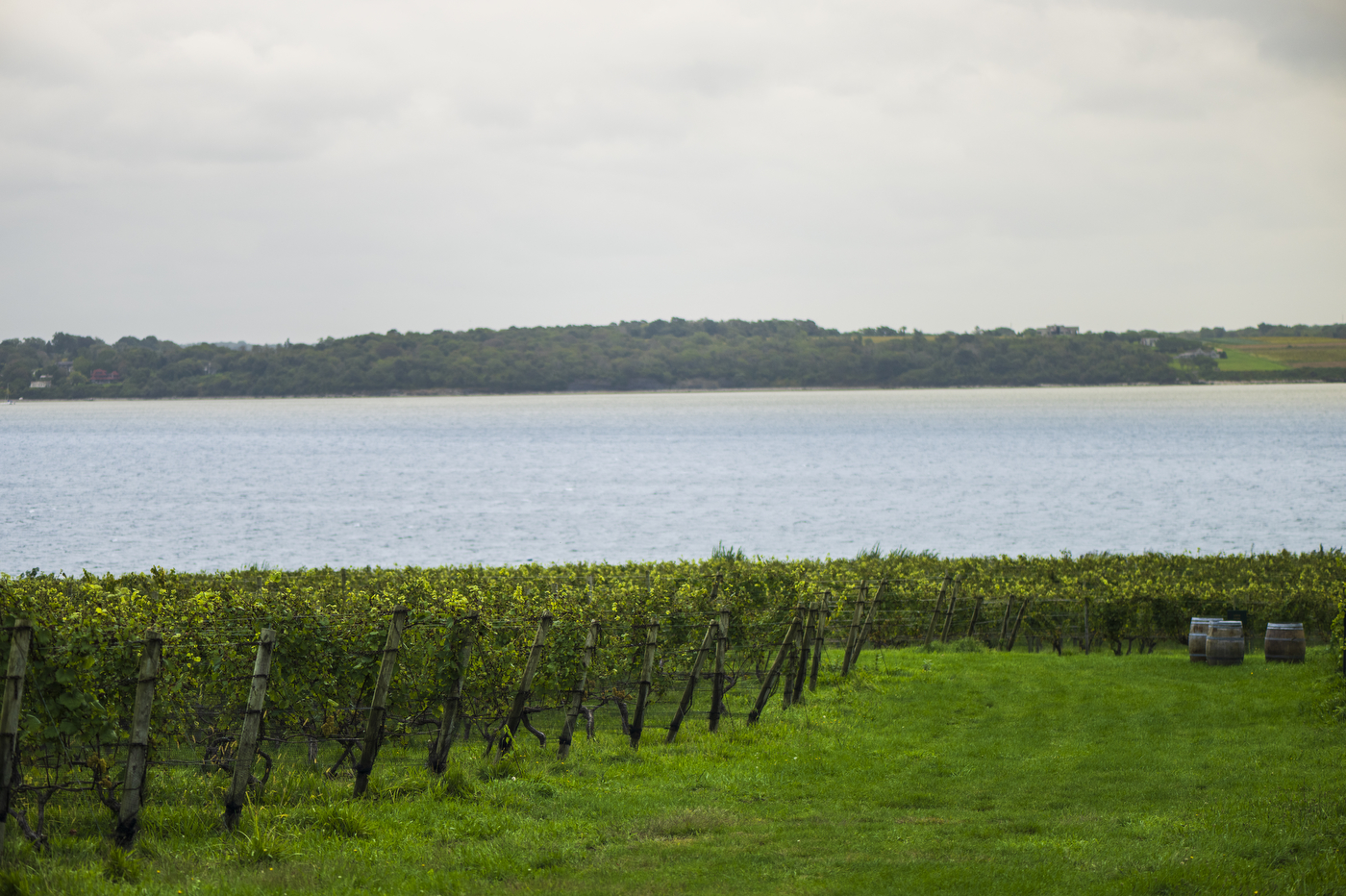 View from Greenvale Vineyards in Portsmouth RI.