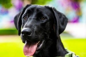 Sarge, a black lab
